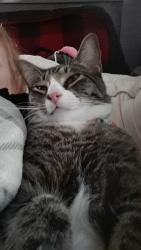 Lost Male Cat last seen St john road, Denton County, TX 76258