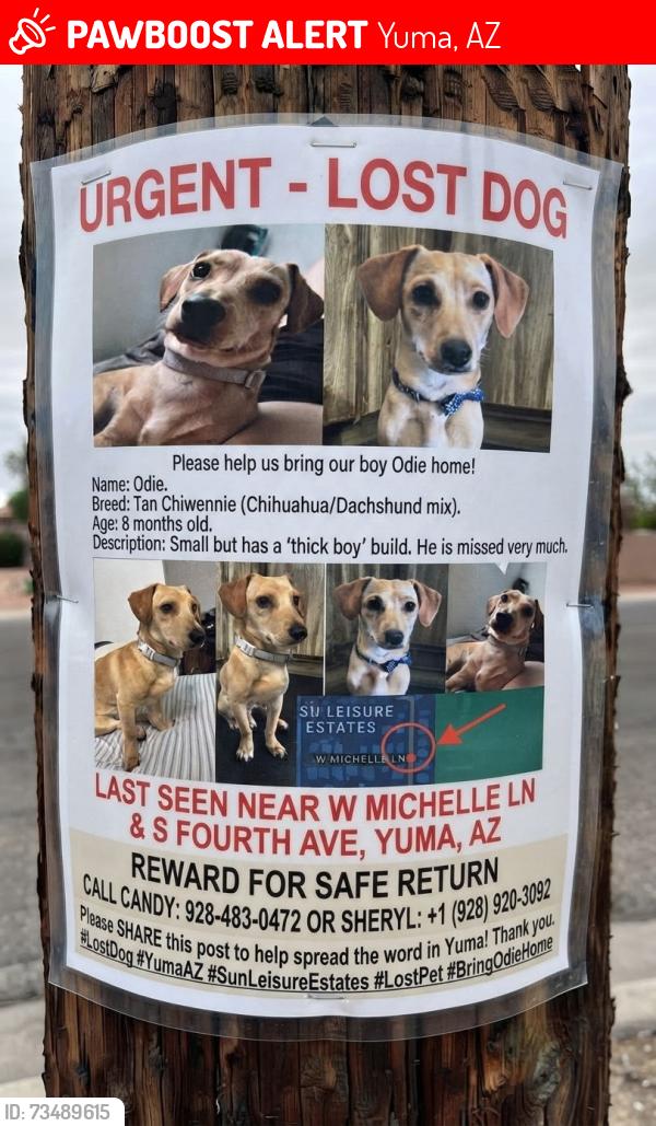 Lost Male Dog last seen Cty 14 and 4th Ave Extension, Yuma, AZ 85365