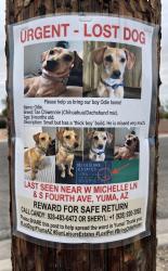 Lost Male Dog last seen Cty 14 and 4th Ave Extension, Yuma, AZ 85365