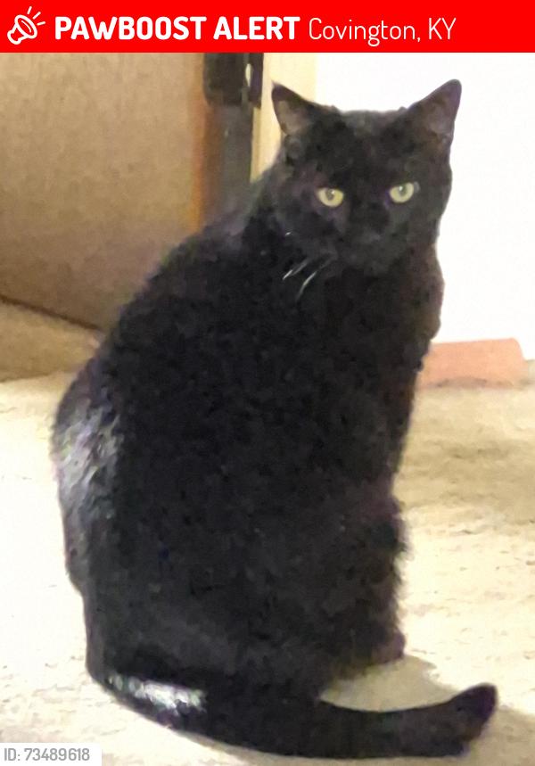 Lost Male Cat last seen Dorian, Covington, KY 41011