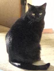Lost Male Cat last seen Dorian, Covington, KY 41011