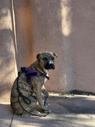 Found/Stray Unknown Dog last seen Llanito & El Camino de Real (313), Bernalillo, NM 87004