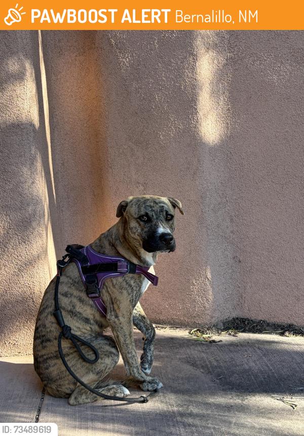 Found/Stray Unknown Dog last seen Llanito & El Camino de Real (313), Bernalillo, NM 87004