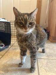 Reunited Female Cat last seen S 13th and Pleasant st, Noblesville, IN 46060