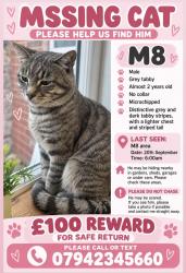 Lost Male Cat last seen Greenhill Road, Cheetham Hill, Greater Manchester, England M8