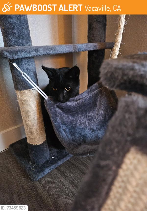 Found/Stray Unknown Cat last seen Midway Rd & 505, Vacaville, CA 95688