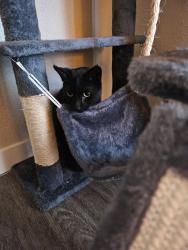 Found/Stray Unknown Cat last seen Midway Rd & 505, Vacaville, CA 95688