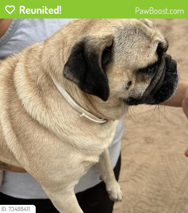 Reunited Male Dog last seen Yuma Catholic High School, Yuma, AZ 85364