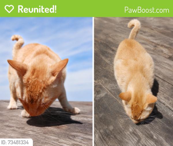 Reunited Male Cat last seen Near N Bagdad Rd, Leander, TX 78641, Liberty Hill, TX 78642