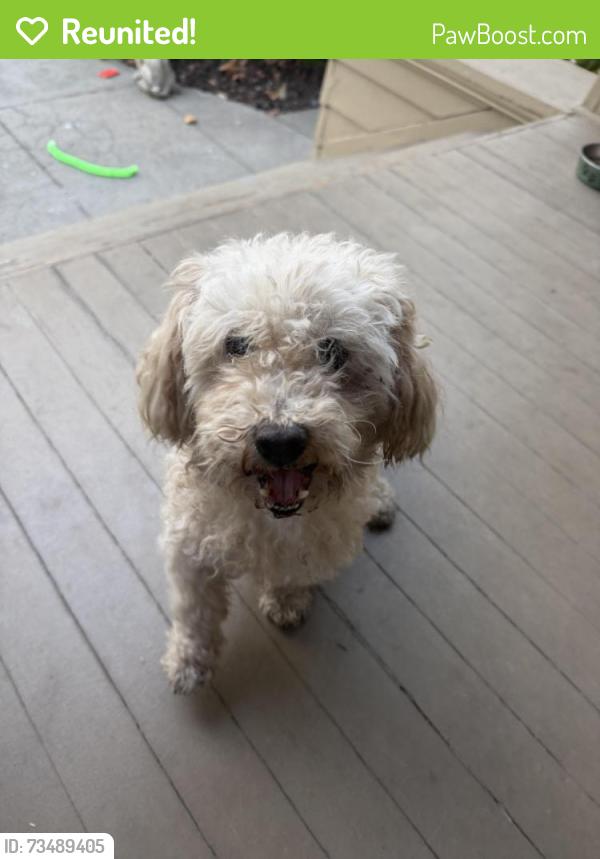Reunited Male Dog last seen Los Gatos Blvd near Highway 9, Los Gatos, CA 95030