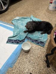 Found/Stray Male Dog last seen Settlers Way, near Lexington, Sugar Land, TX 77479