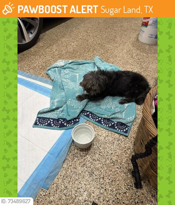 Found/Stray Male Dog last seen Settlers Way, near Lexington, Sugar Land, TX 77479