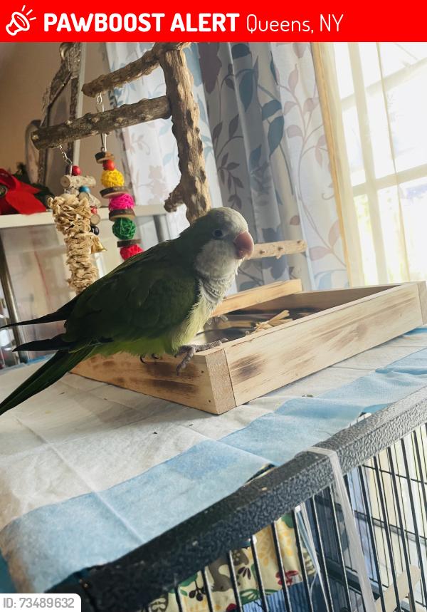 Lost Unknown Bird last seen 127-02 liberty Avenue and Smokey park, Queens, NY 11418