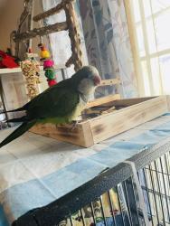 Lost Unknown Bird last seen 127-02 liberty Avenue and Smokey park, Queens, NY 11418