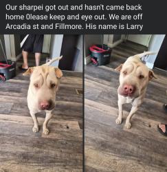 Reunited Male Dog last seen Arcadia, Colorado Springs, CO 80907