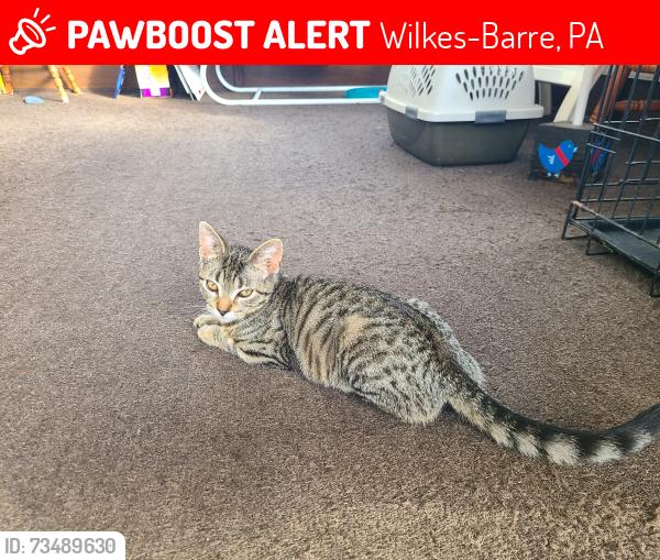 Lost Male Cat last seen Bowman and Laurel, Wilkes-Barre, PA 18702