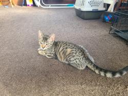Lost Male Cat last seen Bowman and Laurel, Wilkes-Barre, PA 18702