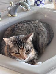Lost Female Cat last seen Nw redfield circle and farewell, Bend, OR 97703