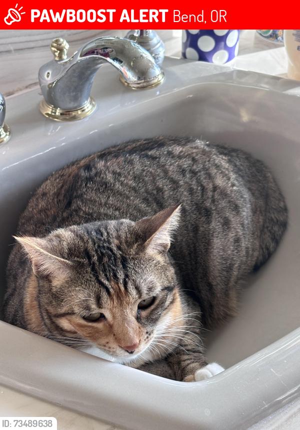 Lost Female Cat last seen Nw redfield circle and farewell, Bend, OR 97703