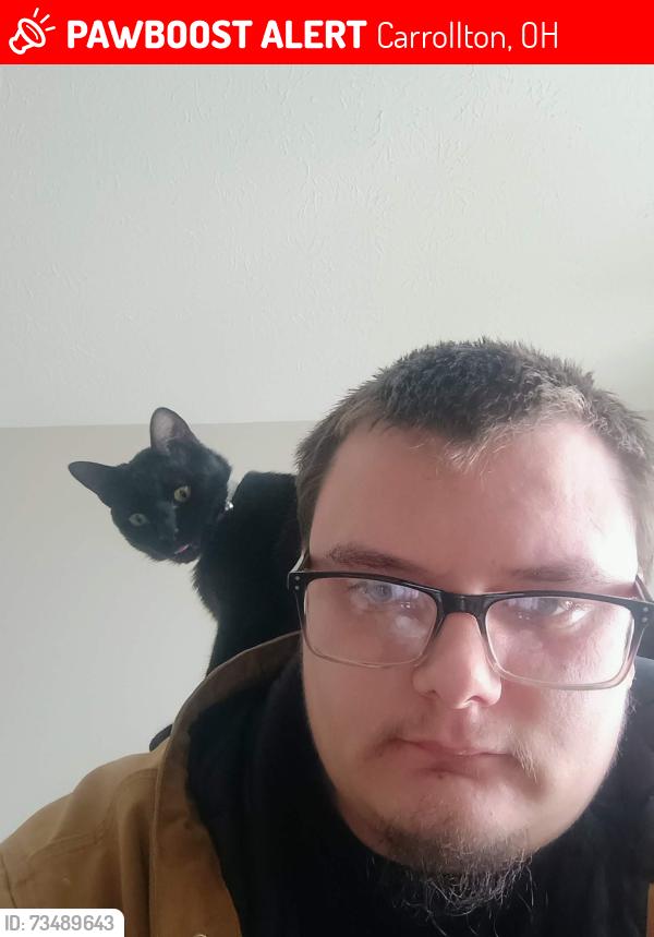 Lost Male Cat last seen Kensington road and 12th Street, Carrollton, OH 44615