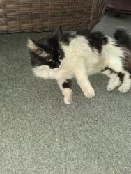 Found/Stray Unknown Cat last seen E desert inn/cabana, Las Vegas, NV 89121