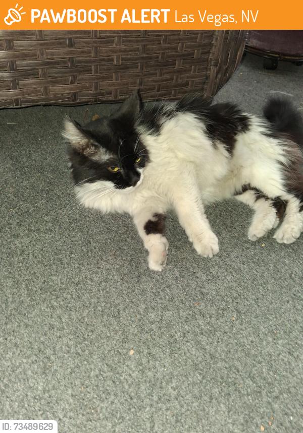 Found/Stray Unknown Cat last seen E desert inn/cabana, Las Vegas, NV 89121