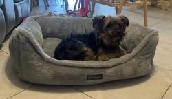 Reunited Male Dog last seen Sherwood and 57th, Greenacres, FL 33463