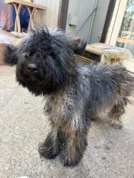 Found/Stray Female Dog last seen Truman Middle School 75052, Grand Prairie, TX 75050