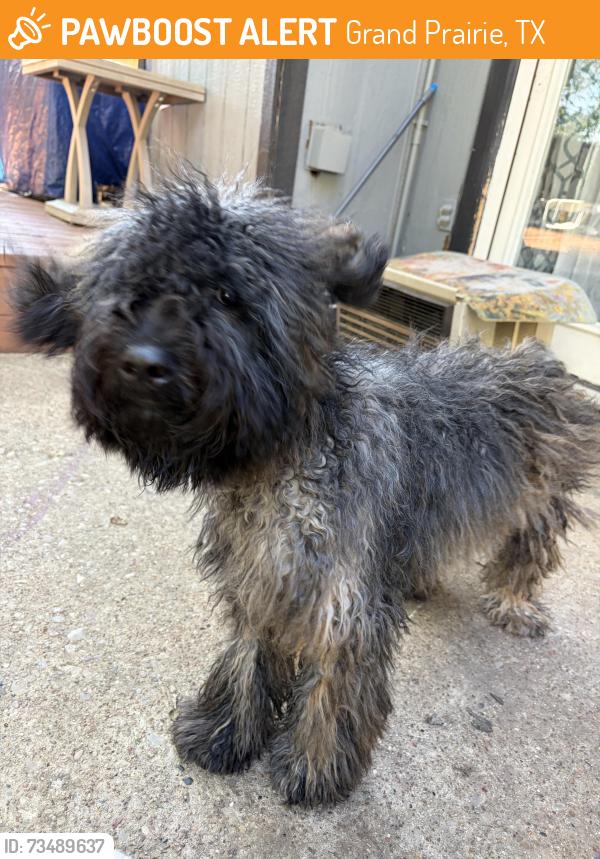 Found/Stray Female Dog last seen Truman Middle School 75052, Grand Prairie, TX 75050