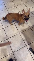 Reunited Male Dog last seen Loussac Library, Anchorage, AK 99503