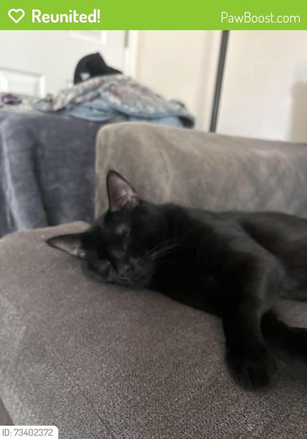 Reunited Male Cat last seen lines st thomasville nc, scott st thomasville nc, Thomasville, NC 27360