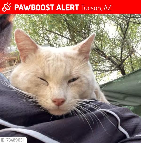 Lost Male Cat last seen Liquor dan’s, Carniceria, Tucson, AZ 85706