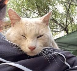Lost Male Cat last seen Liquor dan’s, Carniceria, Tucson, AZ 85706