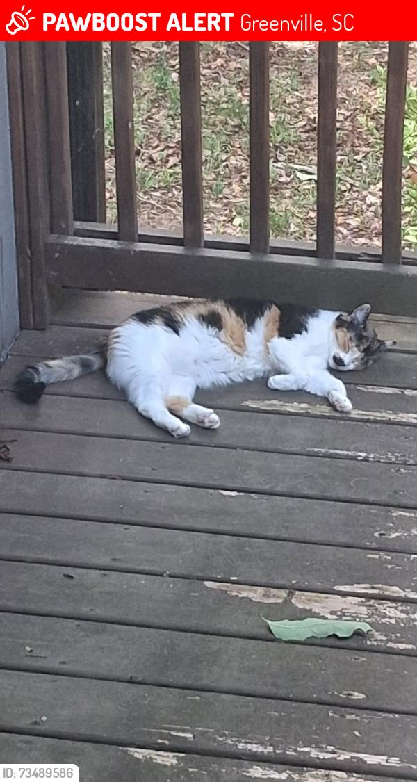 Lost Female Cat last seen Paris Point Court, Phillips Trail, Greenville, SC 29609