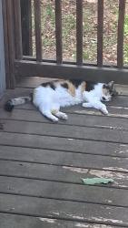 Lost Female Cat last seen Paris Point Court, Phillips Trail, Greenville, SC 29609