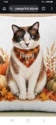 Lost Female Cat last seen Forest Drive, Columbia, SC 29206