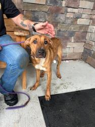 Shelter Stray Male Dog last seen , 5302 Stone St, Chattanooga, TN 37412, USA