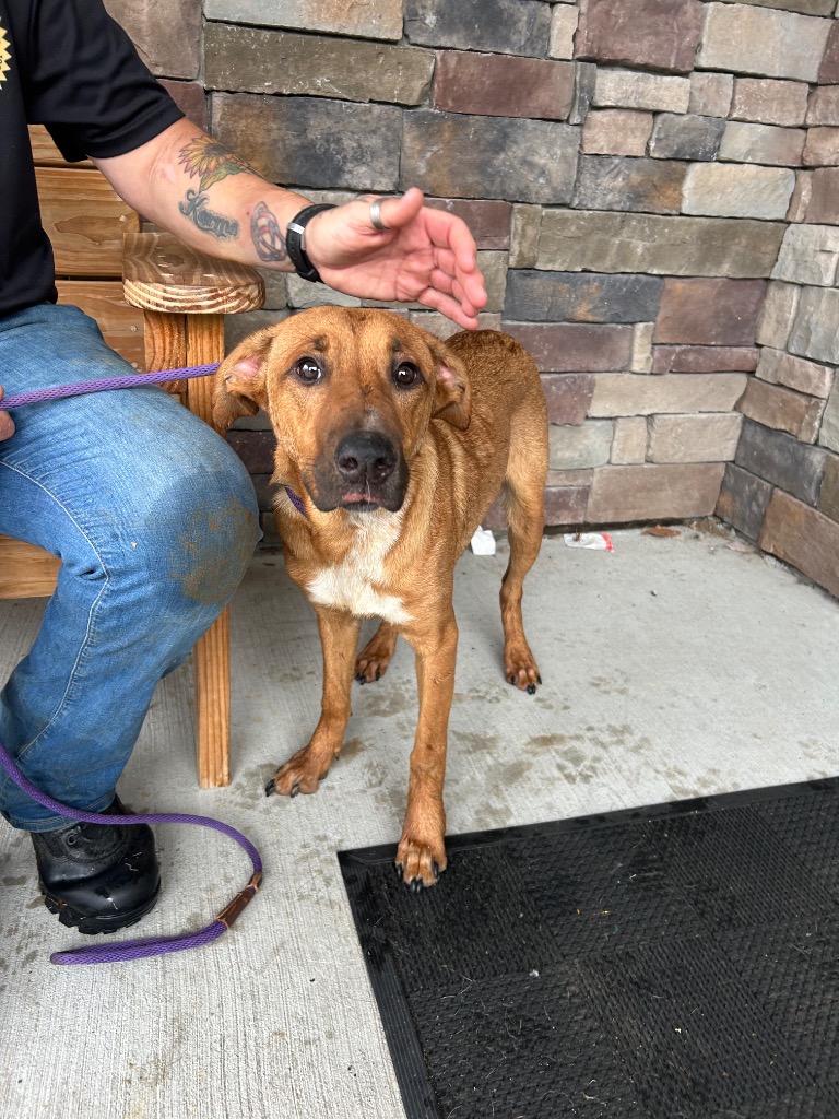 Shelter Stray Male Dog last seen , 5302 Stone St, Chattanooga, TN 37412, USA