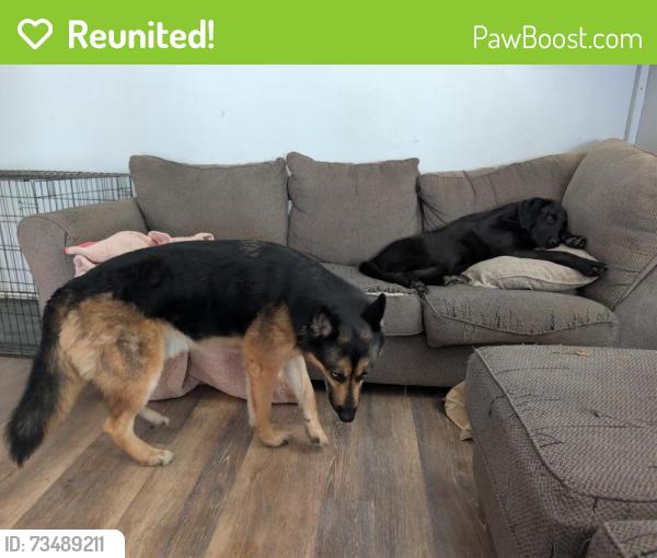 Reunited Male Dog last seen Kings road and victory, Nampa, ID 83687