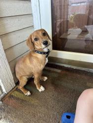Found/Stray Male Dog last seen Burns Crossing and Rita Leon, San Antonio, TX 78250