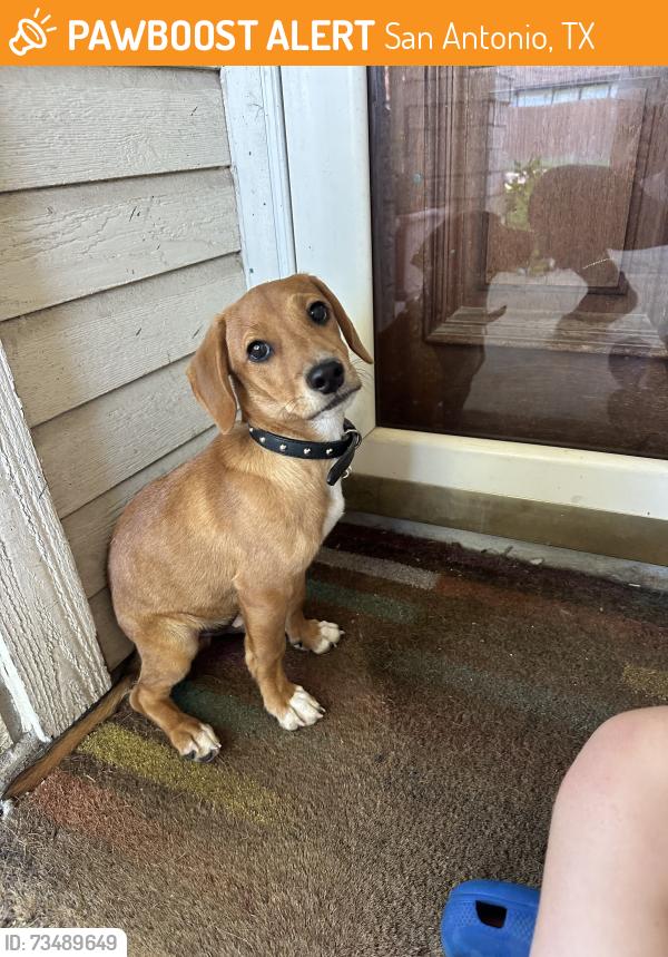 Found/Stray Male Dog last seen Burns Crossing and Rita Leon, San Antonio, TX 78250