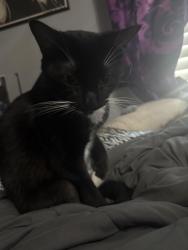 Reunited Female Cat last seen Eureka dr, Gobi dr, Austin, TX 78745