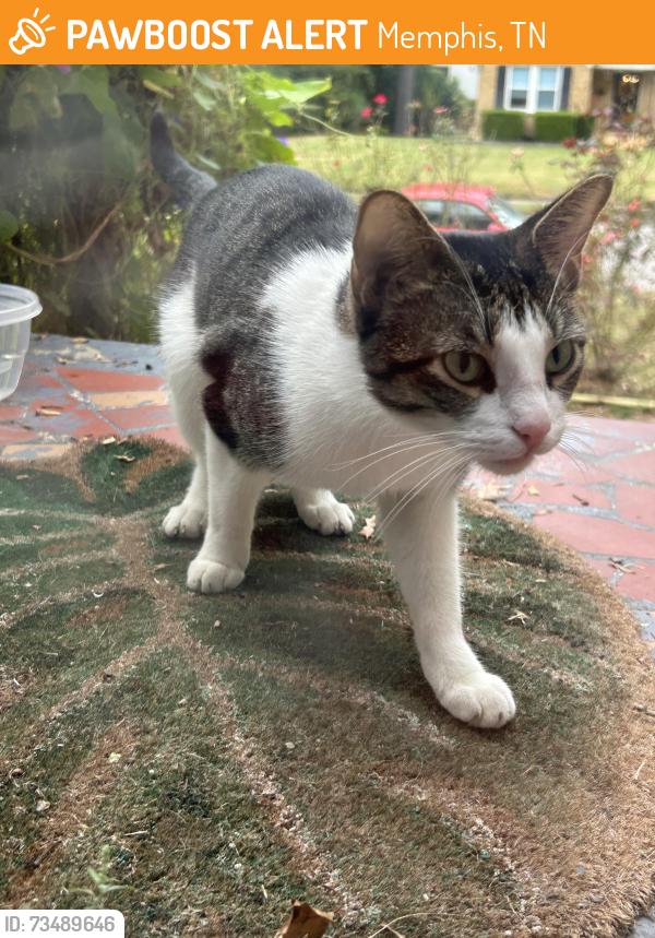 Found/Stray Female Cat last seen Park/Prescott, Memphis, TN 38111