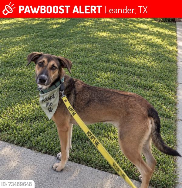 Lost Female Dog last seen Dexter Street, Leander, TX 78641