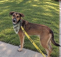 Lost Female Dog last seen Dexter Street, Leander, TX 78641
