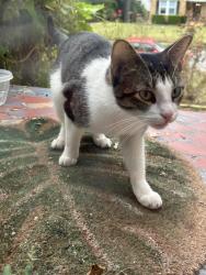 Found/Stray Female Cat last seen Park/Prescott, Memphis, TN 38111