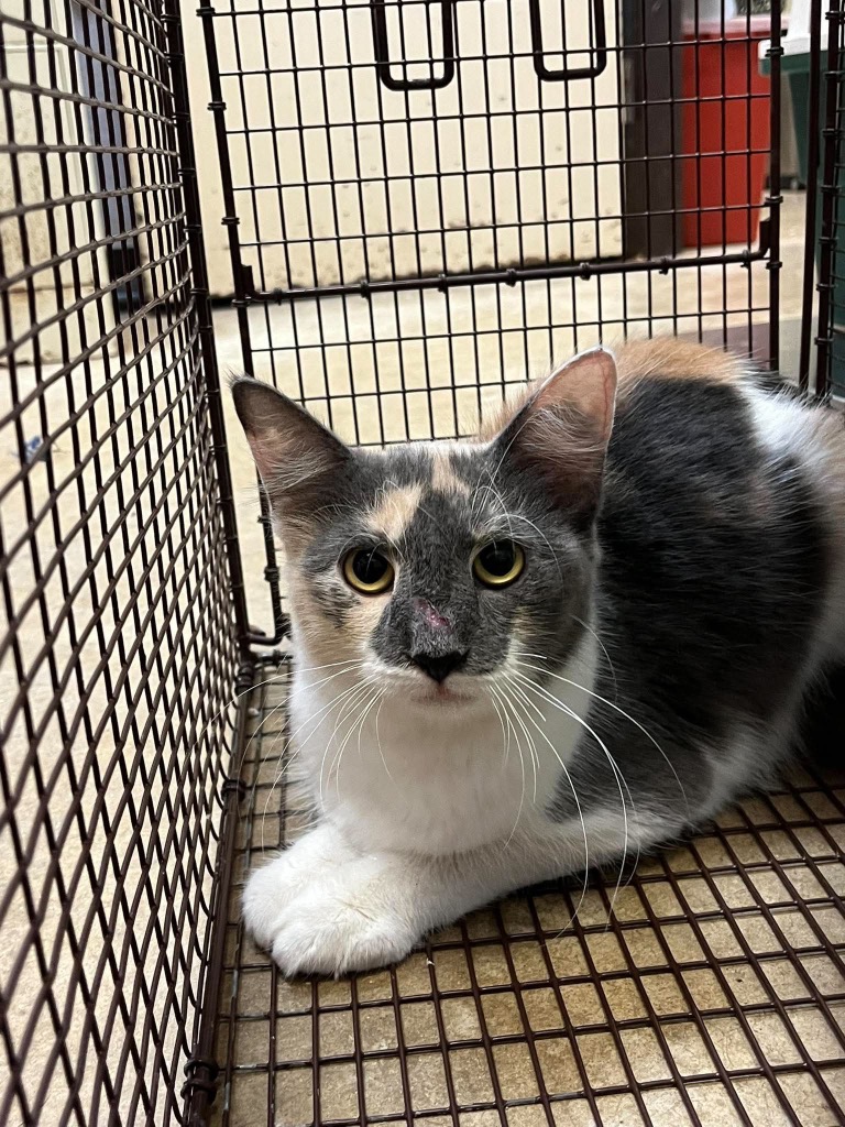 Shelter Stray Female Cat last seen Bexar County, 3353 Morningside Dr, New Braunfels, TX 78132, USA