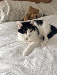 Lost Female Cat last seen Near sweet gum and Longleaf pine pl road, Mebane, NC 27302