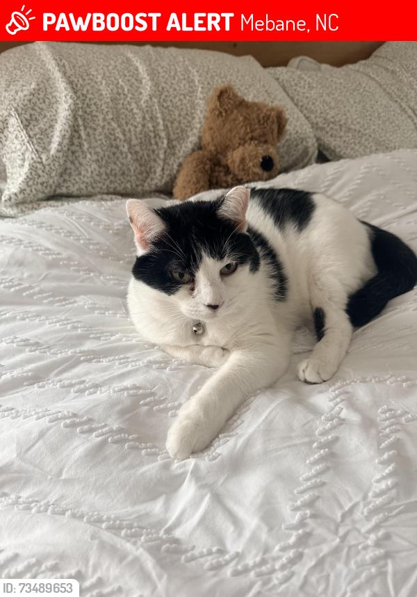Lost Female Cat last seen Near sweet gum and Longleaf pine pl road, Mebane, NC 27302