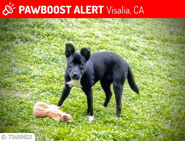 Lost Female Dog last seen Linwood, Nellis, Visalia, CA 93277
